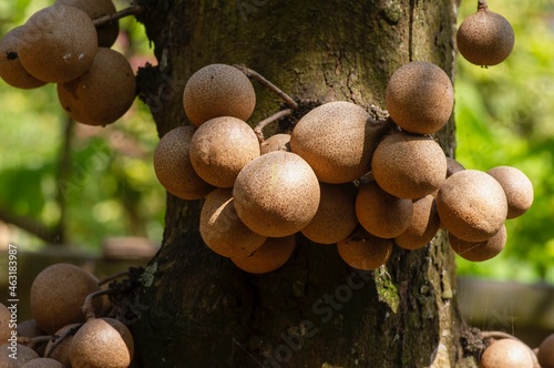 Kepel fruits or burahol (Stelechocarpus burahol), on the tree trunk, selected focus