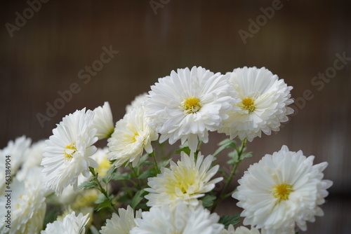 White and Light Cream flowers of Chrysanthemum in full bloom
