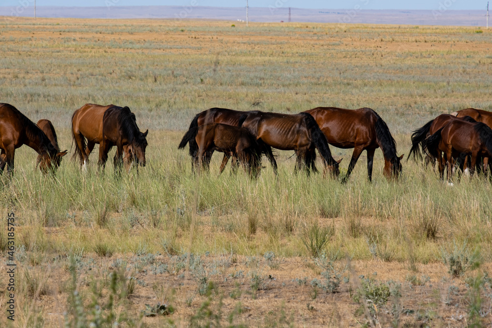 A group of adults and young horses graze on a mown field. Brown horses are eating in the field. A group of adults and young horses graze on a mown field. Brown horses are eating in the field.