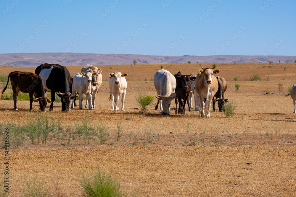 Herd of cows on the pasture. 
A group of adult and young cows and bulls graze on the mown field. Herd of cows eating grass