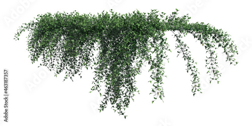 Billede på lærred Climbing plants creepers isolated on white background 3d illustration