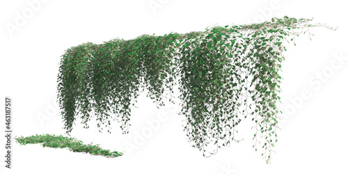 Fotografia Climbing plants creepers isolated on white background 3d illustration