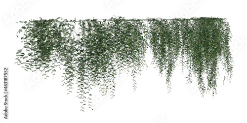 Climbing plants creepers isolated on white background 3d illustration photo