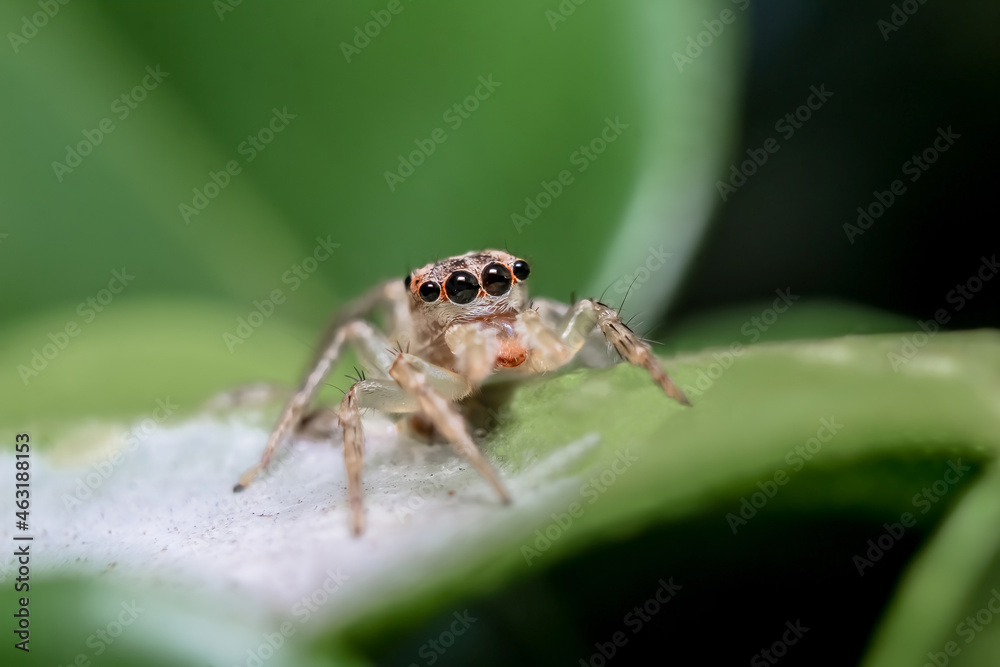 Close-up of a Jumping Spider Picture and High Res Image Close-up of a Jumping Spider Picture and High Res Image