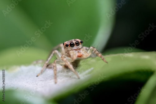 Close-up of a Jumping Spider Picture and High Res Image
