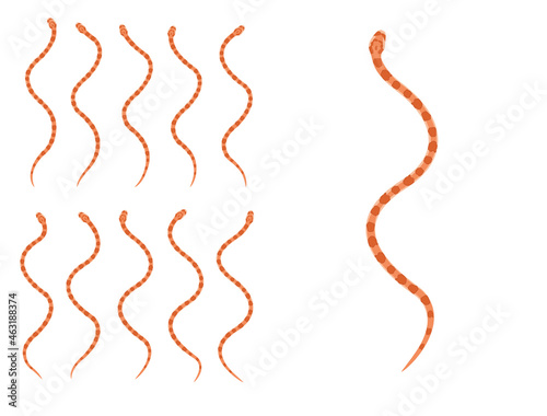 Billede på lærred Animal Animation Sequence Corn Snake Cartoon Vector