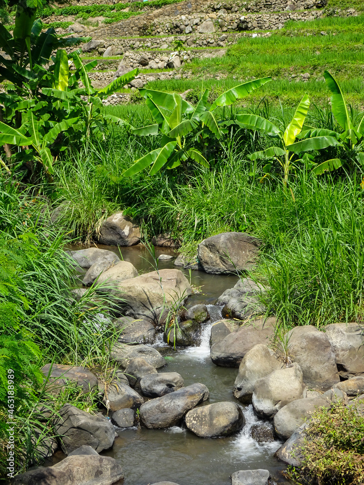 the creek with many stones flowing the water from the mountain springs. the small river with some plantations around it. the creek with many stones flowing the water from the mountain springs. the small river with some plantations around it.
