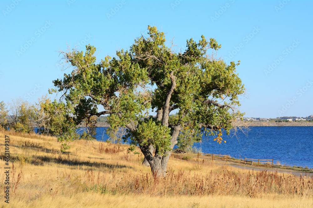 Eastern cottonwood tree or Populus deltoide on edge of lake with dry golden autumn grasses Eastern cottonwood tree or Populus deltoide on edge of lake with dry golden autumn grasses