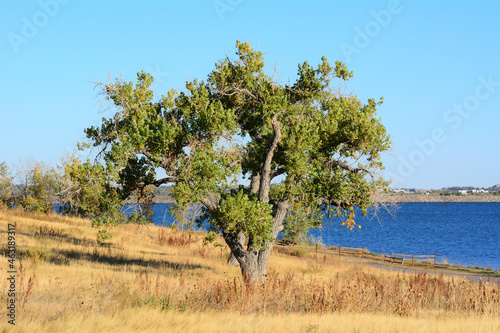 Eastern cottonwood tree or Populus deltoide on edge of lake with dry golden autumn grasses photo