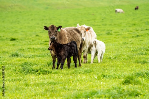 Beef cows and calves grazing on grass in Australia. Eating hay and silage. breeds include speckle park, murray grey, angus, brangus and dairy cows. photo