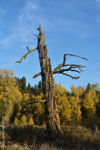 Foto halloween snag