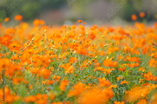 コスモス畑に咲くカラフルなコスモス © rika_portrait