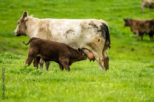 Cows eating grass in Australia.  photo