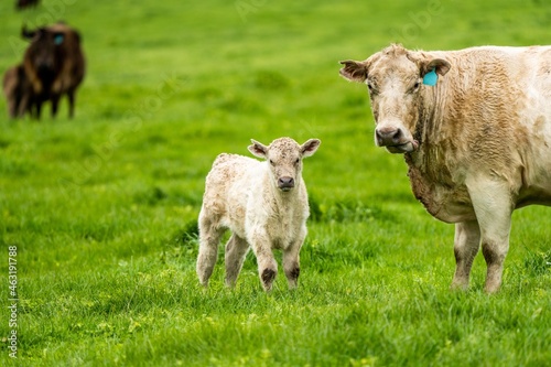 Cows eating grass in Australia.  photo