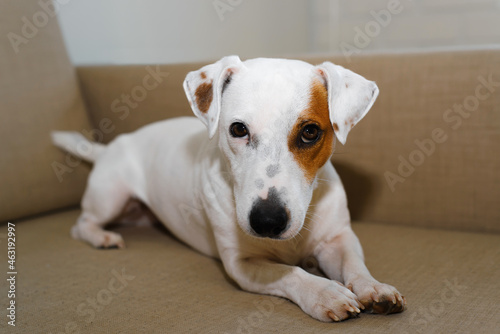 Portrait of dog, jack russell terrier lying on sofa indoors and looking at camera. Selective focus on pet's face