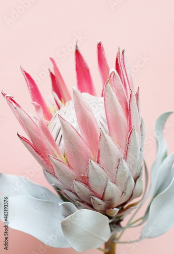 Protea flower close up on pink background. South African light pink King Prot...
