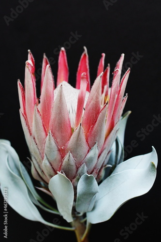 Protea flower close up on black background. South African light pink King Pro...