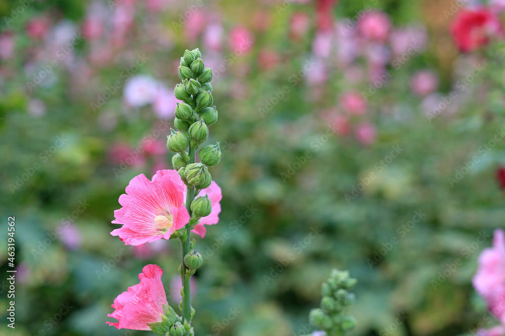 Obraz premium Hollyhock flower in a garden. Red pink Flower of hollyhock closeup on green blur background