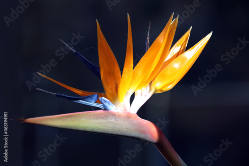 The Strelitzia flower, also known as Bird of Paradise, thrives on Catalina Island, California