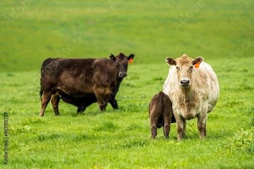 Cows eating grass in Australia.  photo