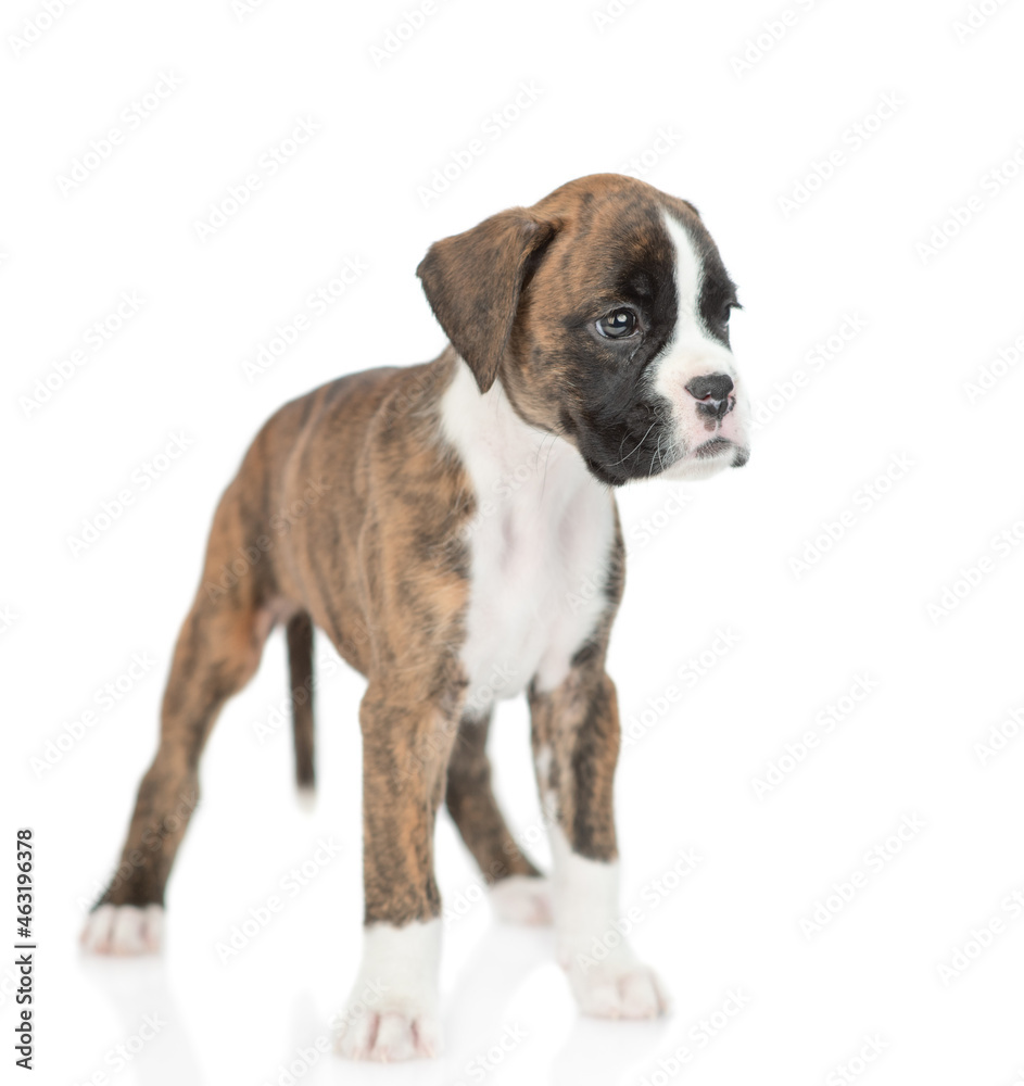Portrait of young German boxer puppy standing in side view and looking away. isolated on white background