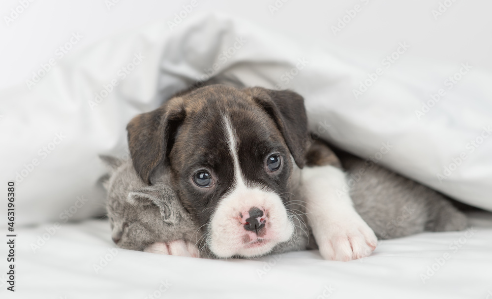 Cute German boxer puppy embraces tiny kitten under warm white blanket on a bed at home. Pets sleep together Cute German boxer puppy embraces tiny kitten under warm white blanket on a bed at home. Pets sleep together