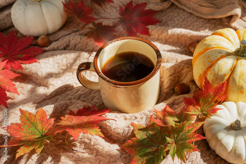 A mug of coffee, hazelnuts, red maple leaves and mini pumpkins on a knitted blanket. Autumn background with copy space.