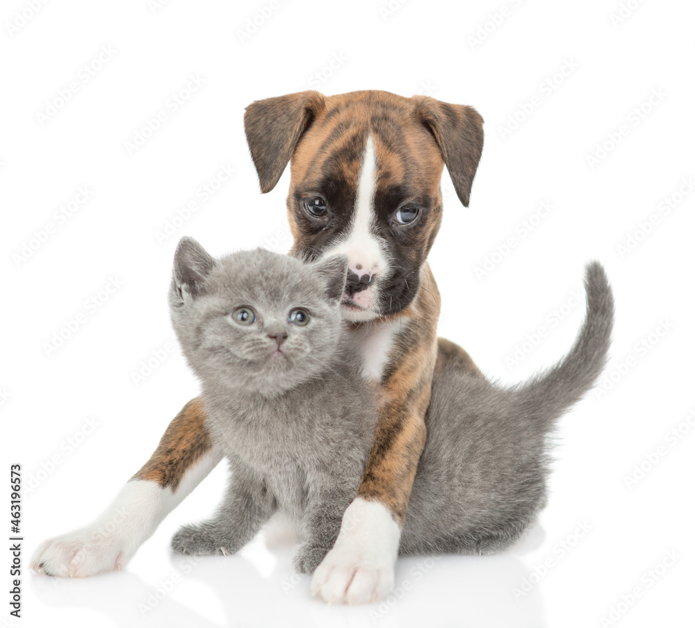 Obraz premium Friendly German Boxer puppy dog hugs and kisses tiny kitten. isolated on white background