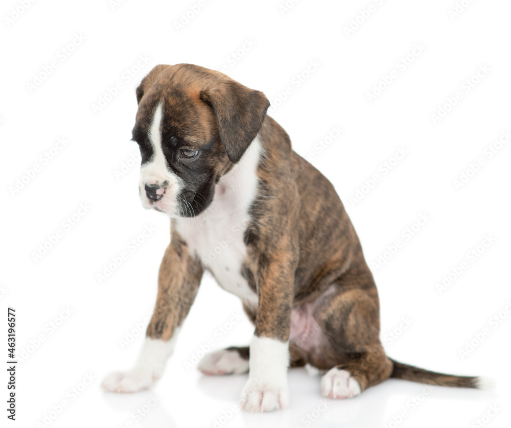 Young German boxer puppy sits in side view and looks away and down. isolated on white background
