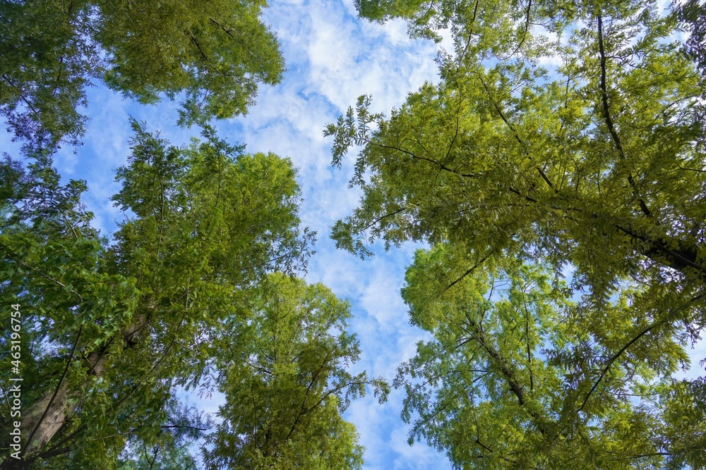 Obraz premium 秋の空をバックに見上げる色づき始めたメタセコイヤ＠大阪