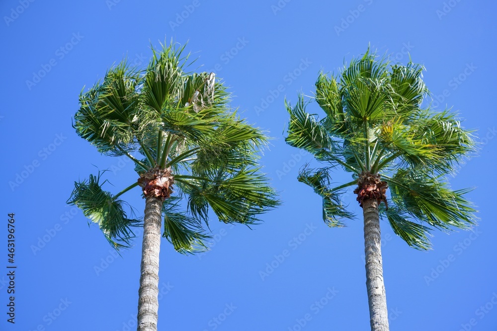 Fototapeta premium 二本ならんだ双子のようなワシントンヤシ@大阪