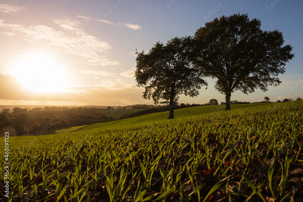 Obraz premium Winter Getreide auf Feld mit Eichen.