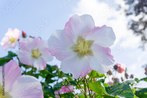 奄美の自然　奄美の秋　芙蓉の花 photo
