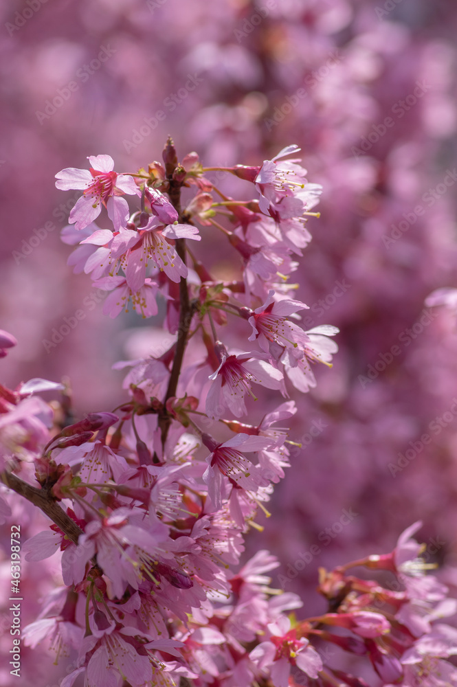 Prunus okame flowering early spring ornamental tree, beautiful small pink flowers in bloom Prunus okame flowering early spring ornamental tree, beautiful small pink flowers in bloom