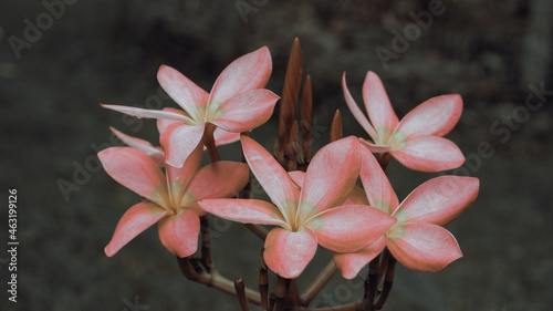 photo of artistic pink plumeria in the garden