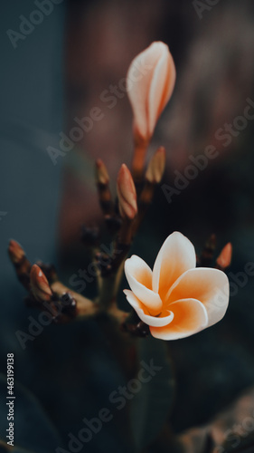 photo of artistic plumeria in the garden