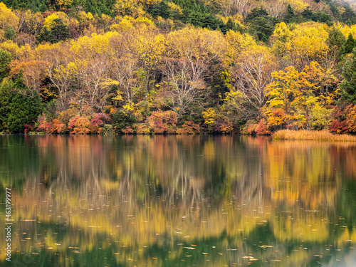 autumn trees reflected in water