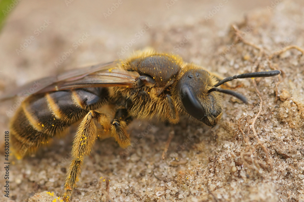 Closeup on a female of the Common furrow bee, Lasioglossum calceatum sitting on a stone Closeup on a female of the Common furrow bee, Lasioglossum calceatum sitting on a stone