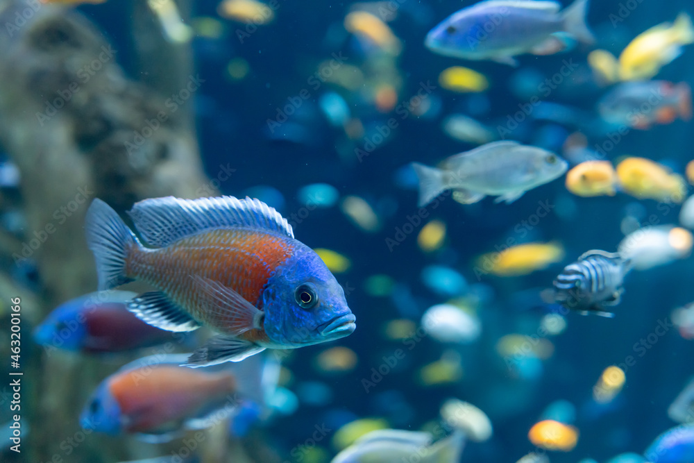 Fish and landscape in the aquarium