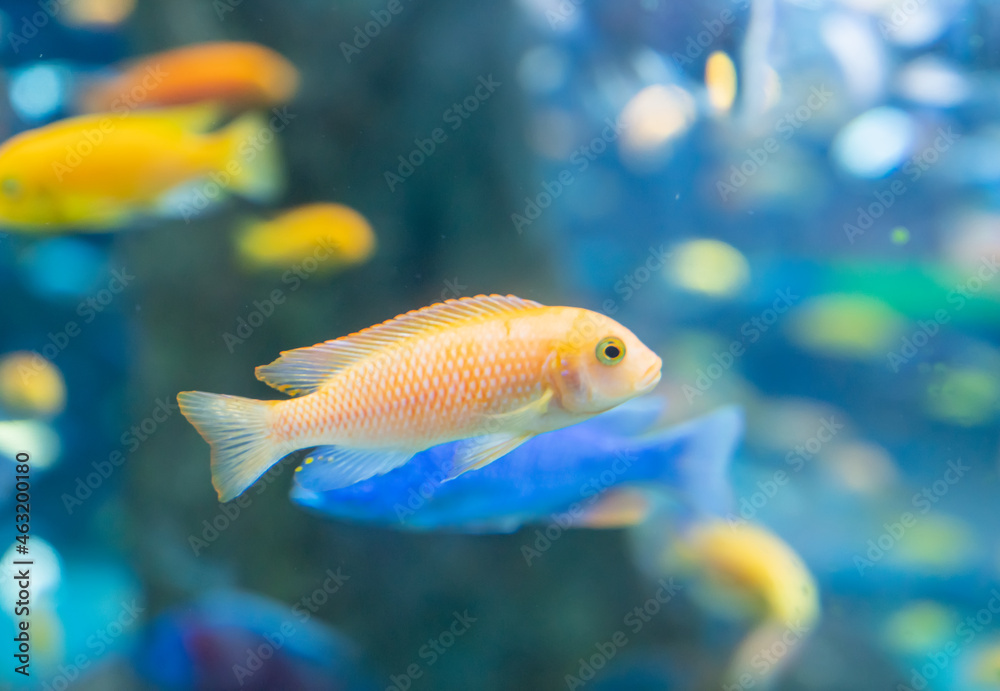 Fish and landscape in the aquarium Fish and landscape in the aquarium