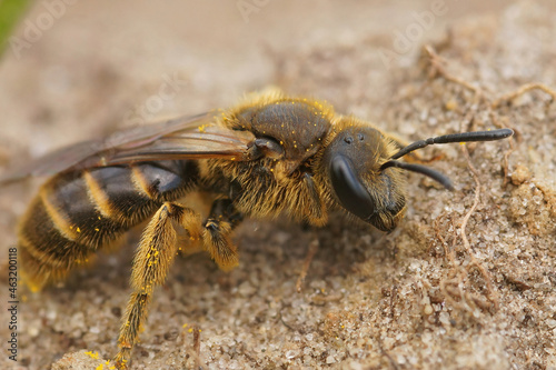 Closeup on a female of the Common furrow bee, Lasioglossum calceatum sitting on a stone © Henk