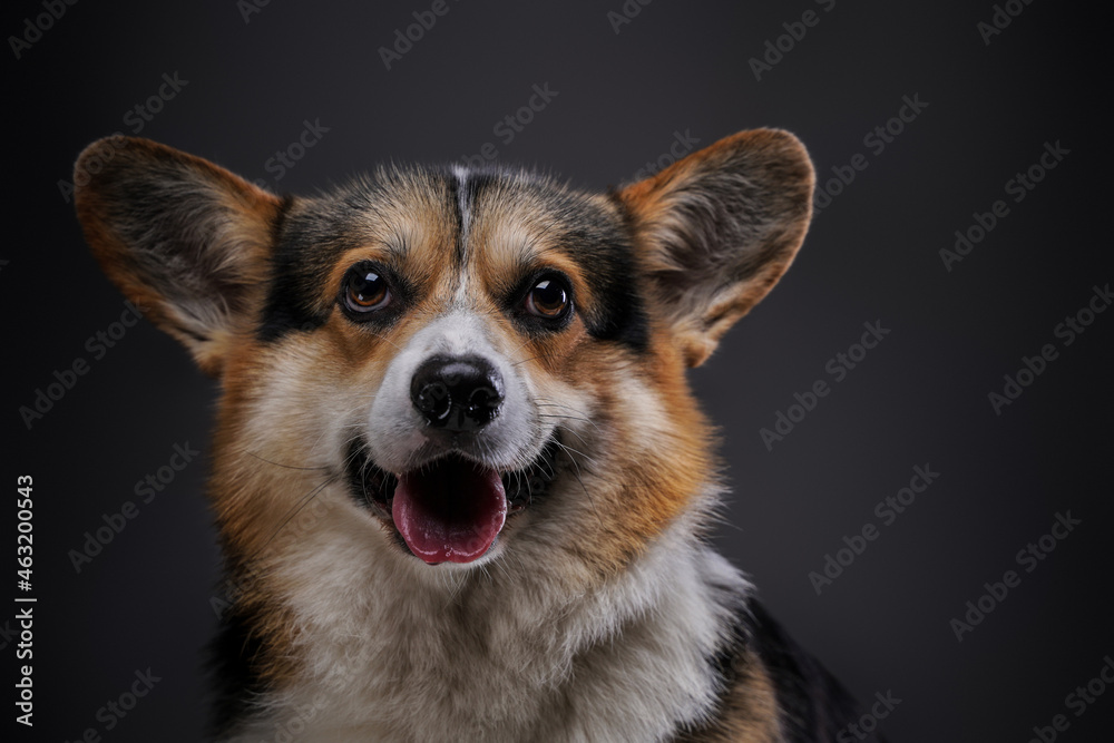 Purebred corgi doggy with fluffy fur against dark background