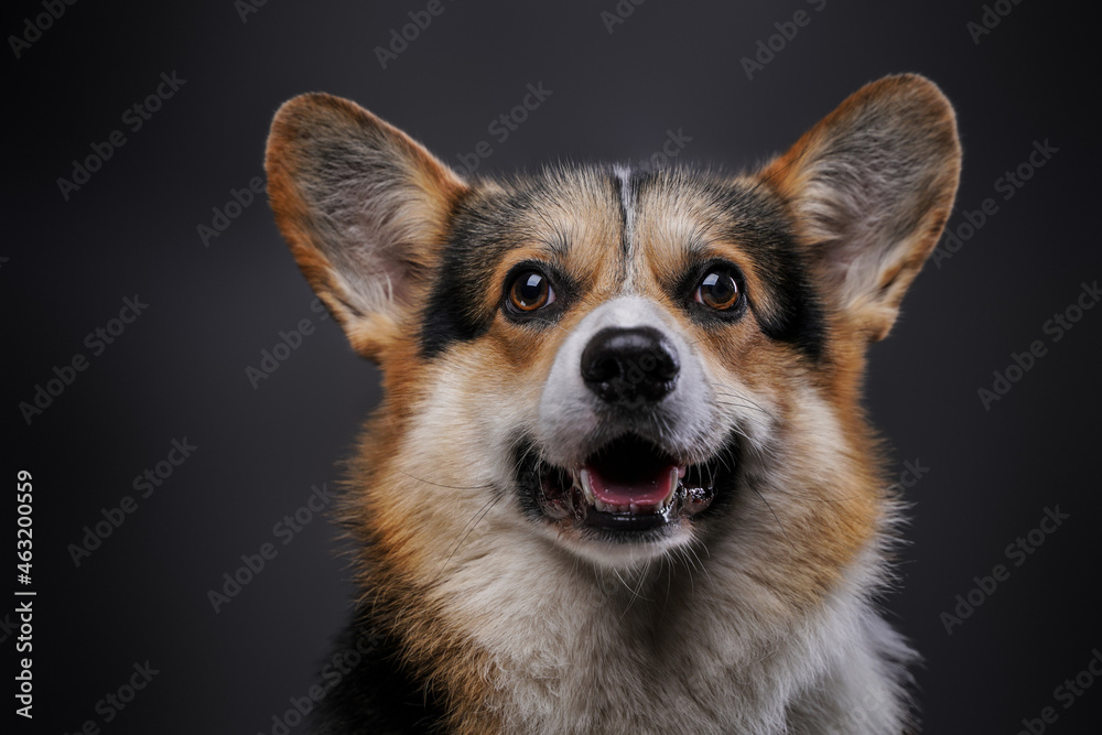 Purebred corgi doggy with fluffy fur against dark background