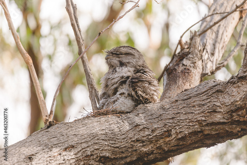 A baby Tawny Frogmouth chick nestled beside its parent in a tree fork nest. photo