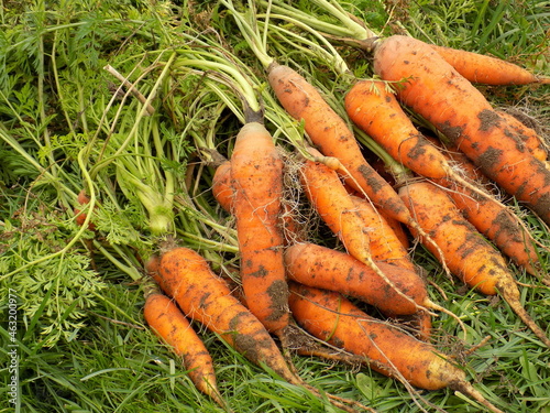 Carrots harvested from the ground on green grass.