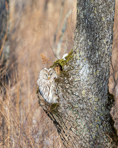 Принти на полотні Ural owl (Strix uralensis) in Hokkaido, Japan