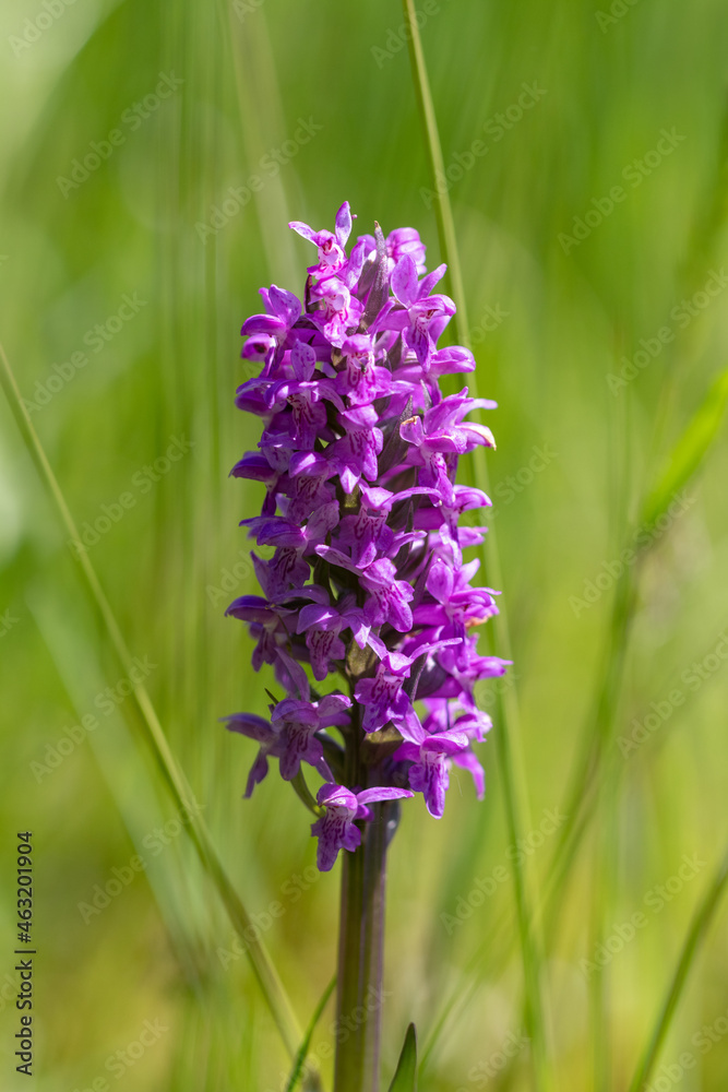 Naklejka premium Early marsh orchid, Gelderland, The Netherlands