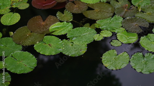 water drops on a green leaf ,Pink lotus flower blooming in a pond in autumn season, tropical foliage on the background of green leaf natural. Lily of the valley in spring colors. Outdoor aquatic plant