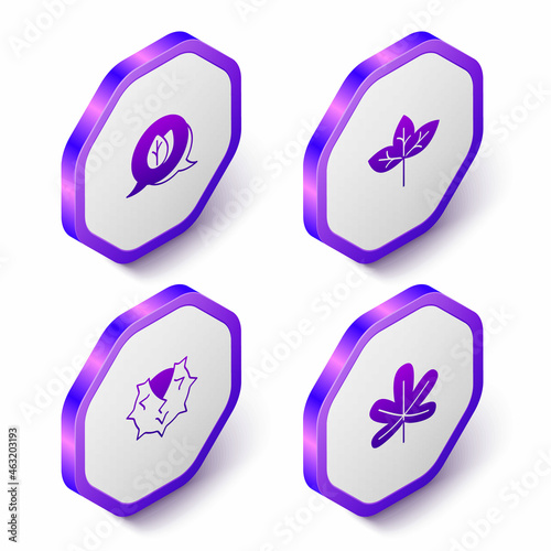 Set Isometric Leaf, Chestnut and leaf icon. Purple hexagon button. Vector