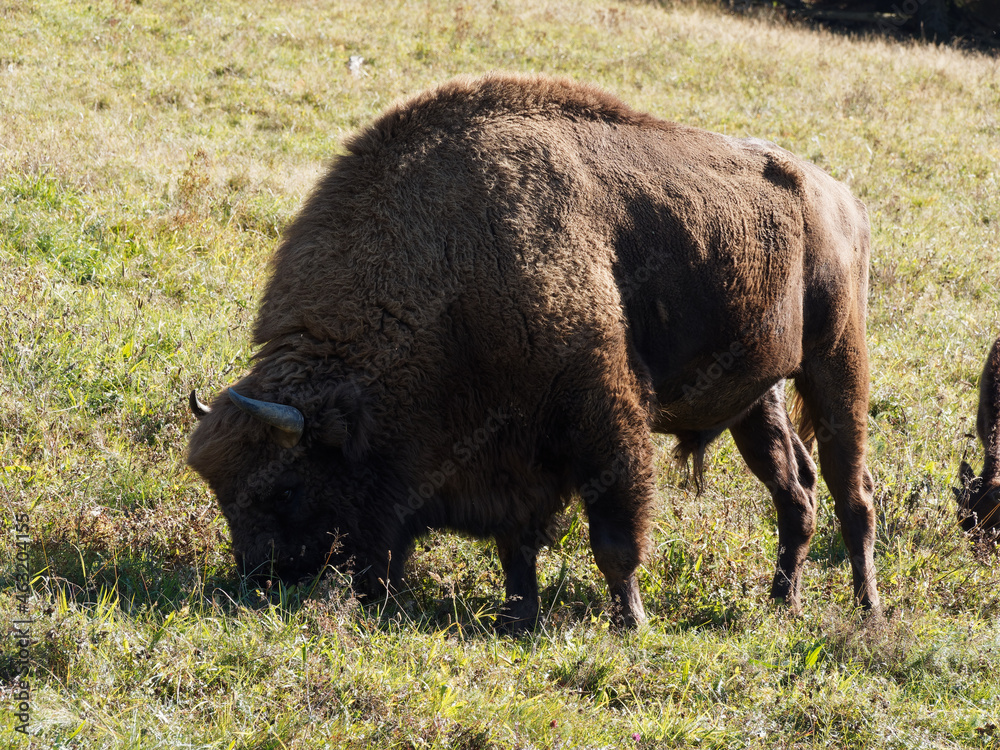 Bison bonasus | European bison male with reddish-brown coat, short, angular horns, large, muscular hump between the shoulder blades Bison bonasus | European bison male with reddish-brown coat, short, angular horns, large, muscular hump between the shoulder blades
